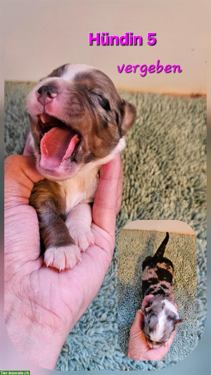 Bild 7: Miniature Australian Shepherd Welpen, reinrassig