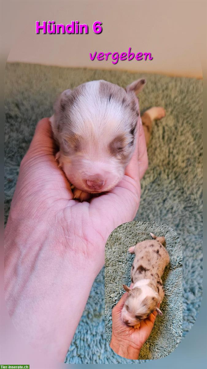 Bild 8: Miniature Australian Shepherd Welpen, reinrassig