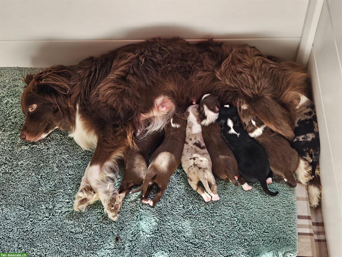 Bild 9: Miniature Australian Shepherd Welpen, reinrassig