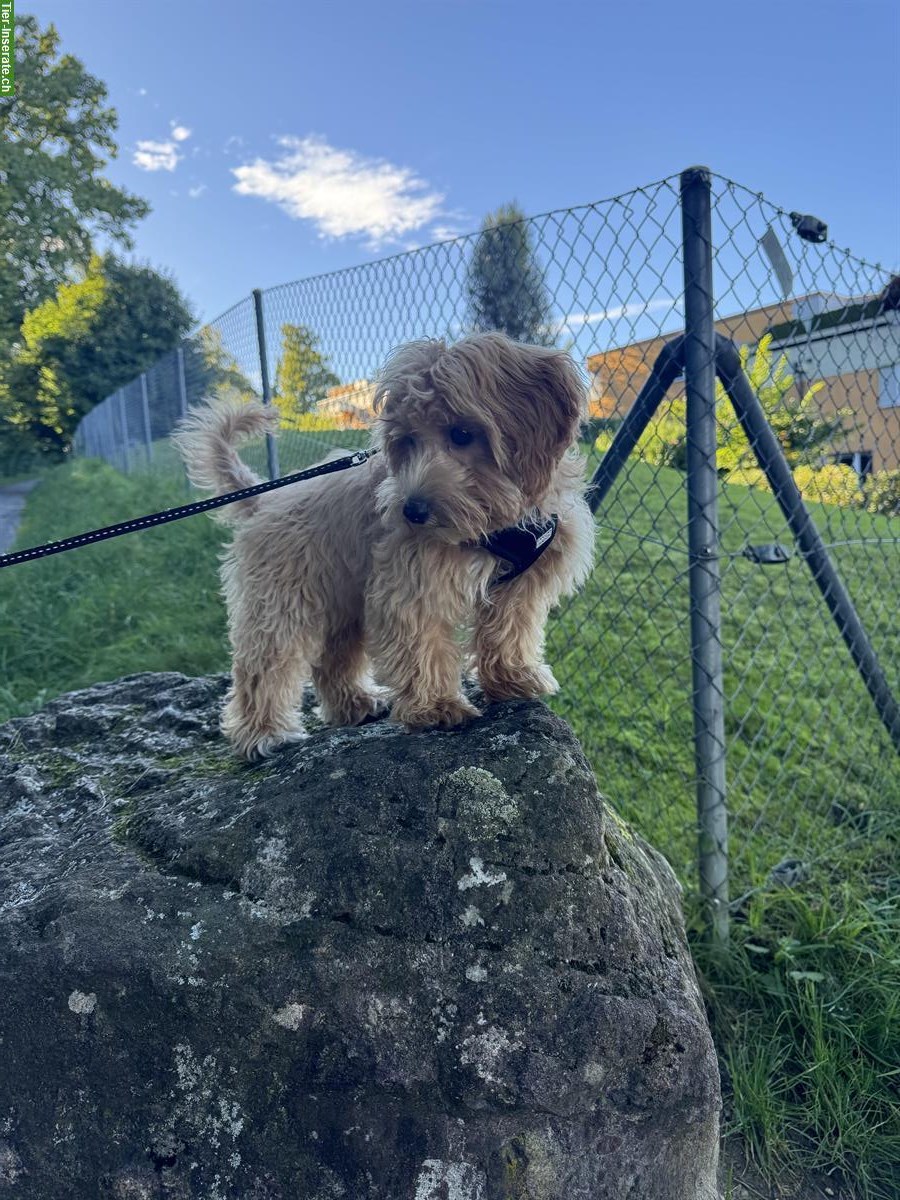 Maltipoo Welpe, Hündin sucht ein neues Zuhause