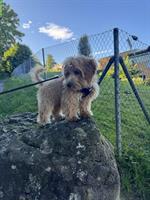 Maltipoo Welpe, Hündin sucht ein neues Zuhause