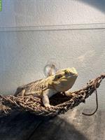Bartagame mit Terrarium abzugeben