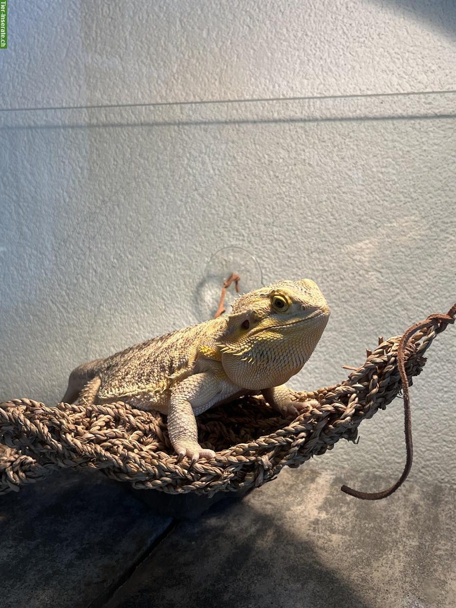 Bild 2: Bartagame mit Terrarium abzugeben