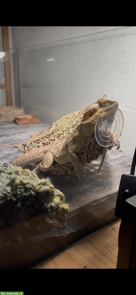 Bild 3: Bartagame mit Terrarium abzugeben