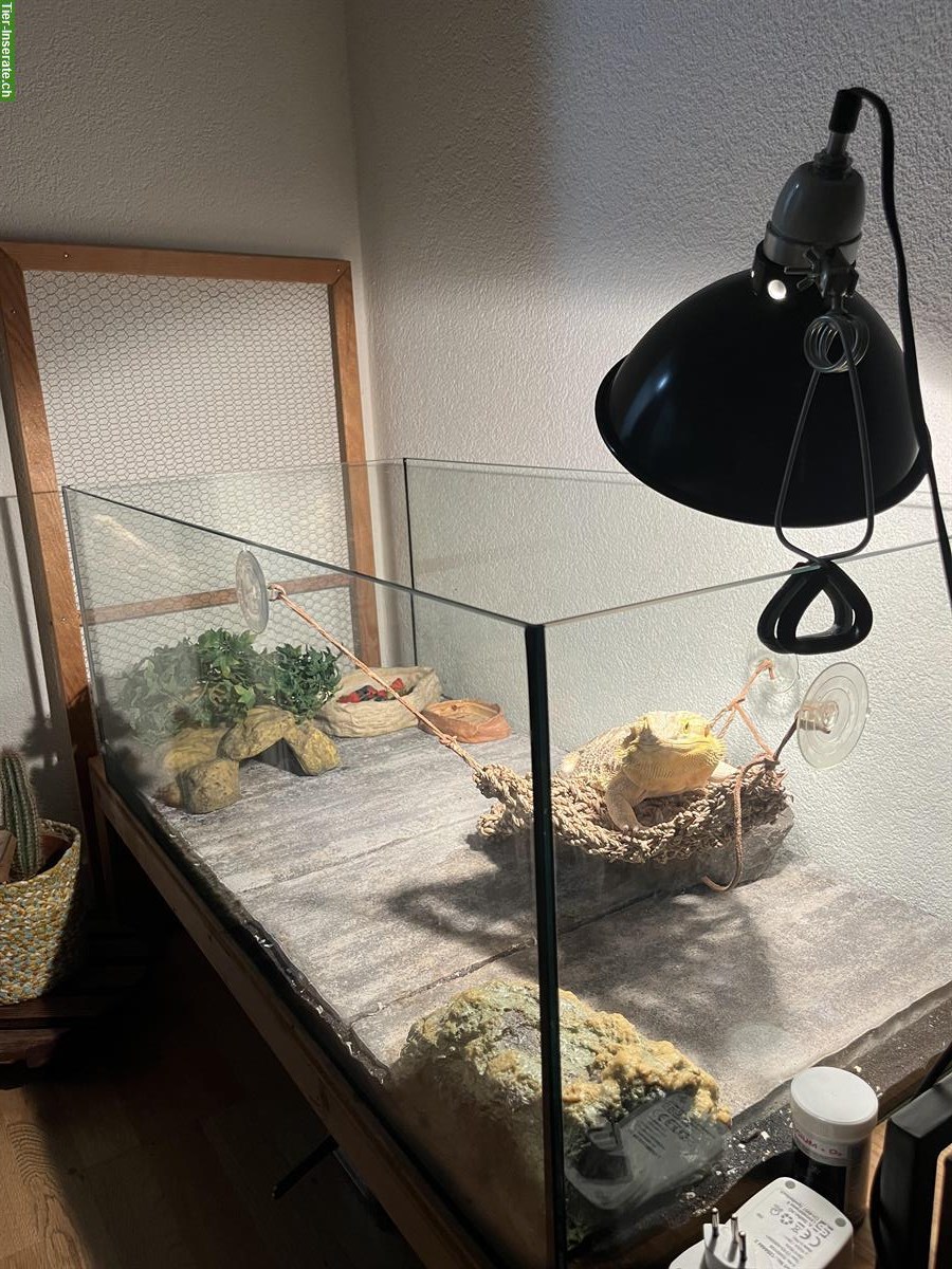 Bild 4: Bartagame mit Terrarium abzugeben