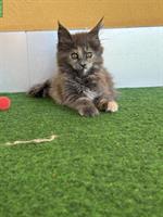 Reinrassige Maine Coon Kitten sucht ein Zuhause