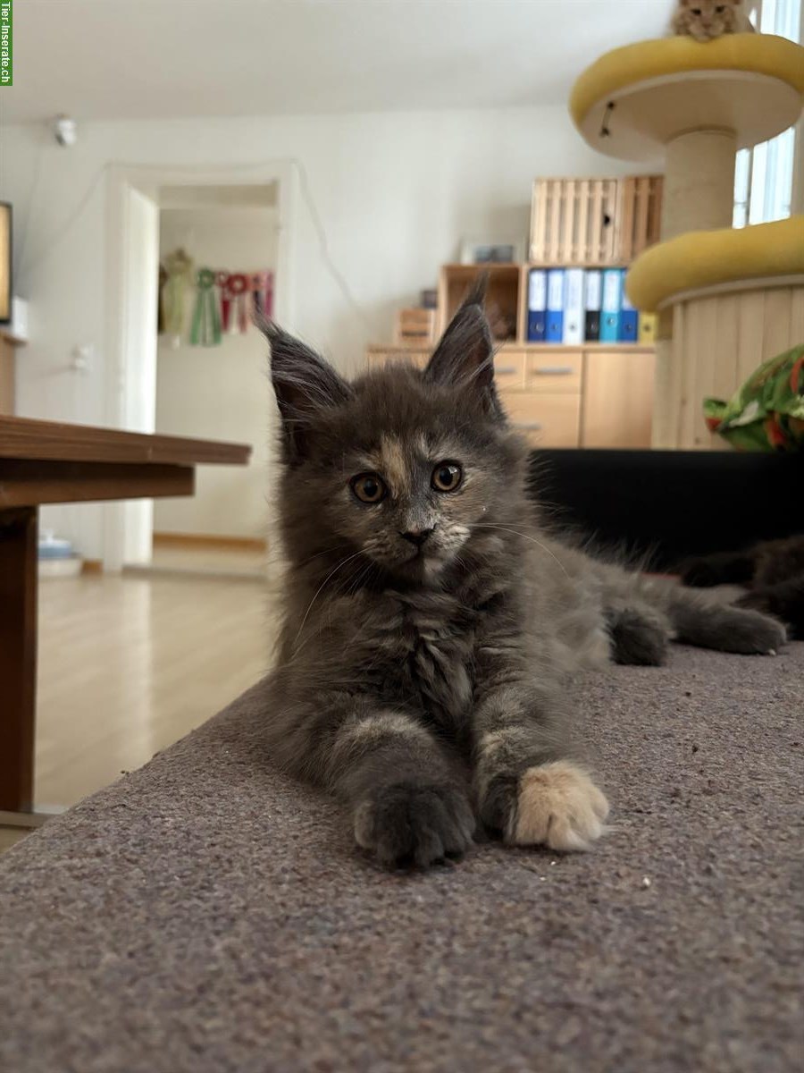 Bild 2: Reinrassige Maine Coon Kitten sucht ein Zuhause