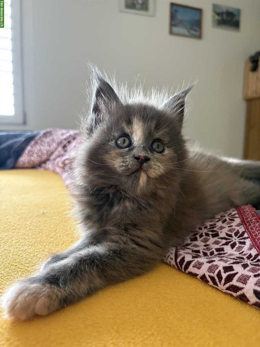 Bild 3: Reinrassige Maine Coon Kitten sucht ein Zuhause