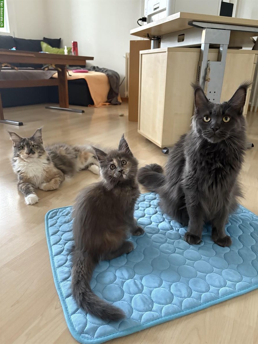 Bild 4: Reinrassige Maine Coon Kitten sucht ein Zuhause