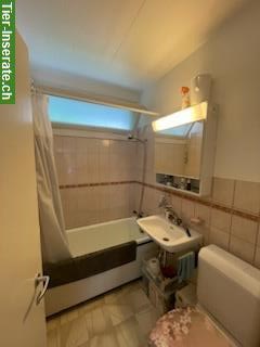 Bild 7: 2 Zimmer Wohnung im Weissenbühl, Stadt Bern, zu vermieten