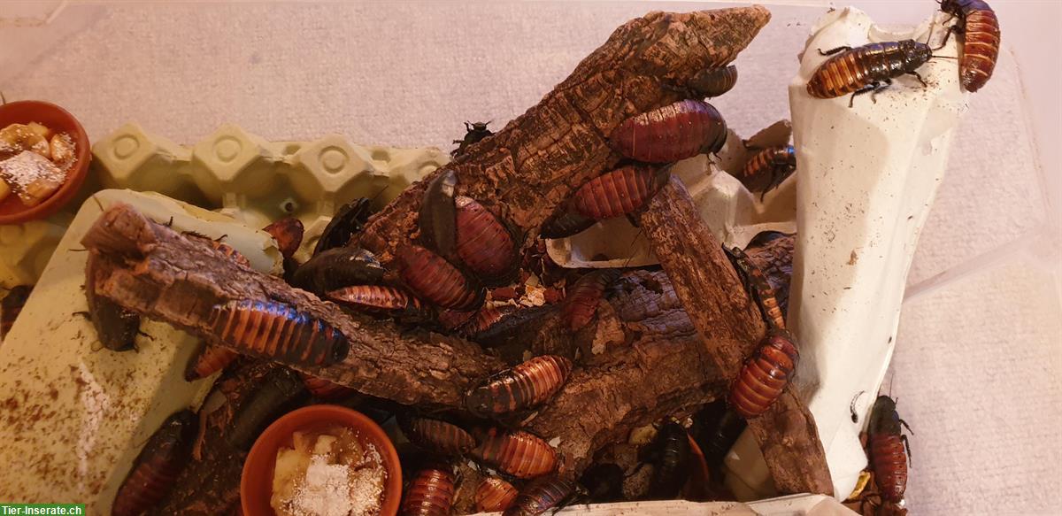 Madagaskar Fauchschaben, diverse Grössen
