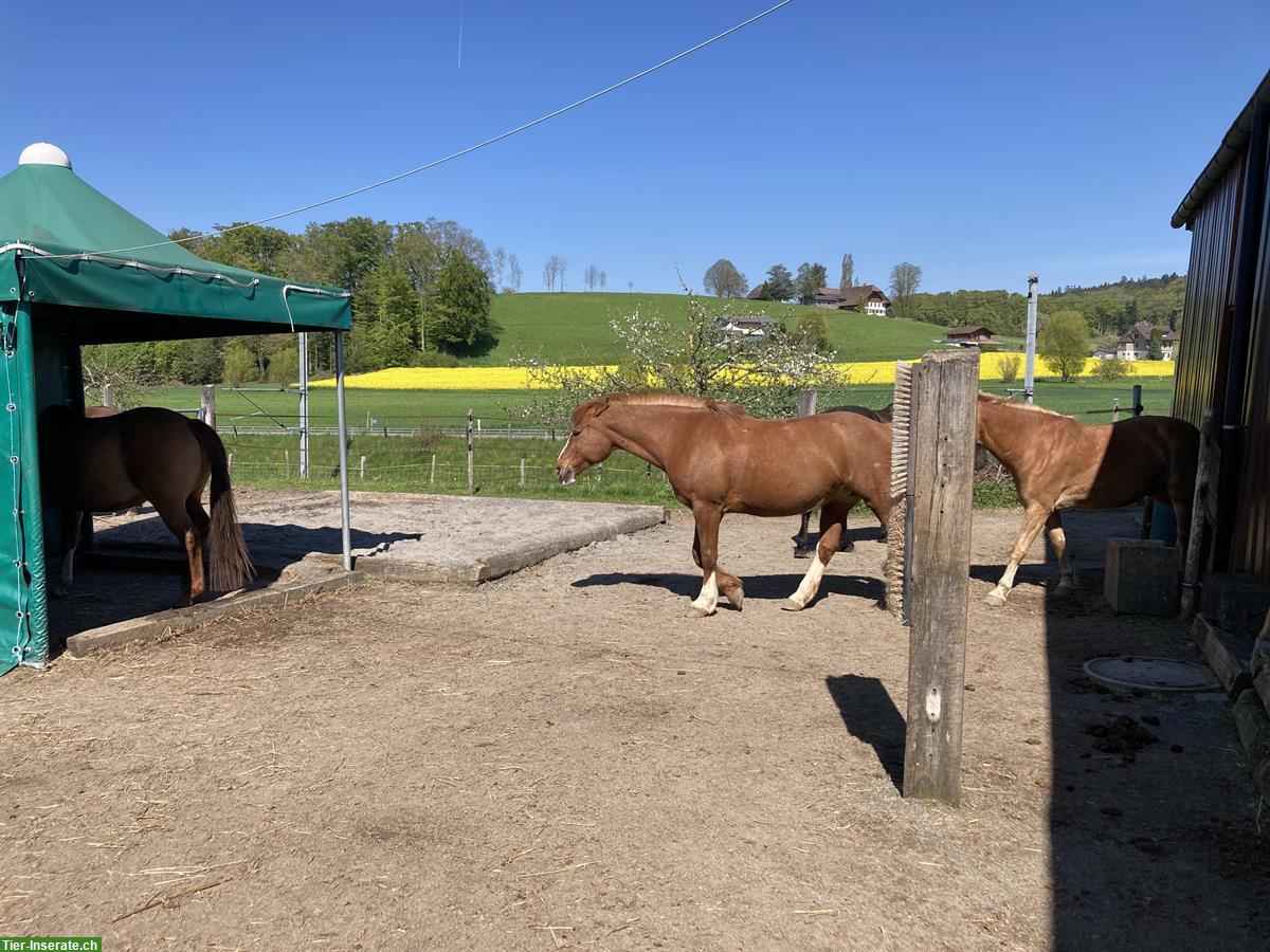 Offenstallplatz in Trimstein BE