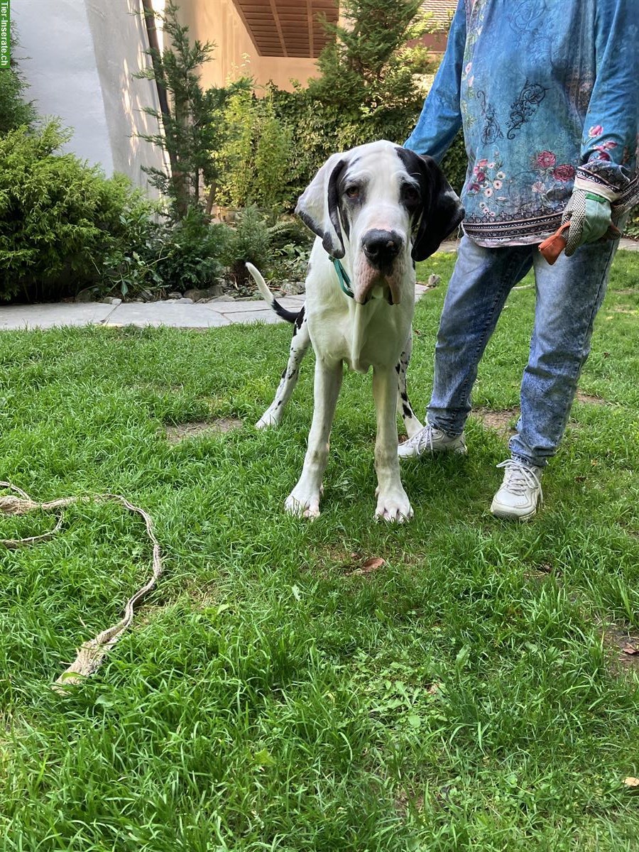 Deutsche Dogge, männlich, 8 Monate, sucht Lebensplatz