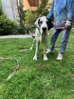 Deutsche Dogge, männlich, 8 Monate, sucht Lebensplatz