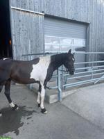 Aisha, Partbred Stute sucht nette Mitreiterin