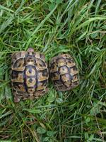 Griechische Landschildkröten suchen neues Zuhause