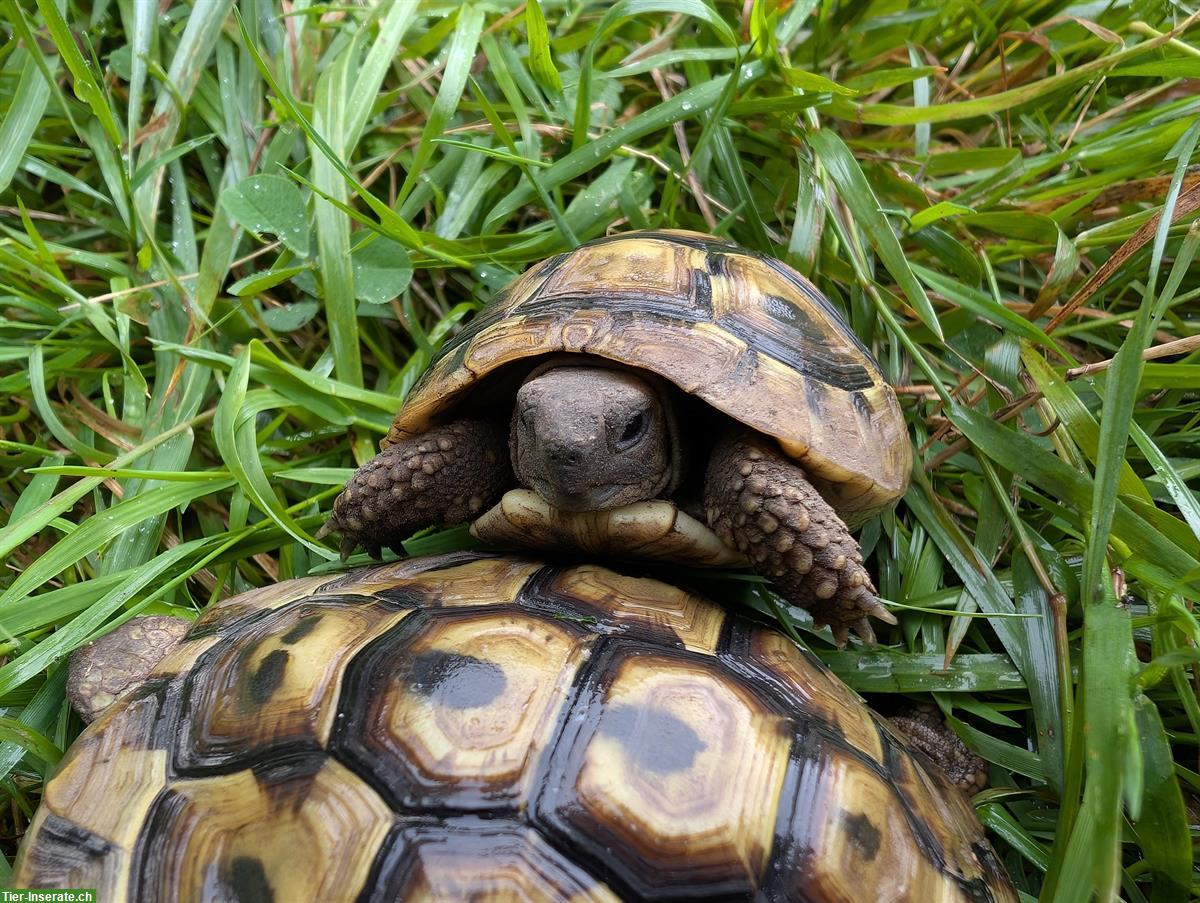 Bild 3: Griechische Landschildkröten suchen neues Zuhause