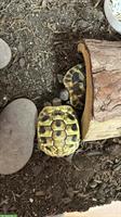 2 kleine Griechische Landschildkröten, Jg 2022, zu verkaufen