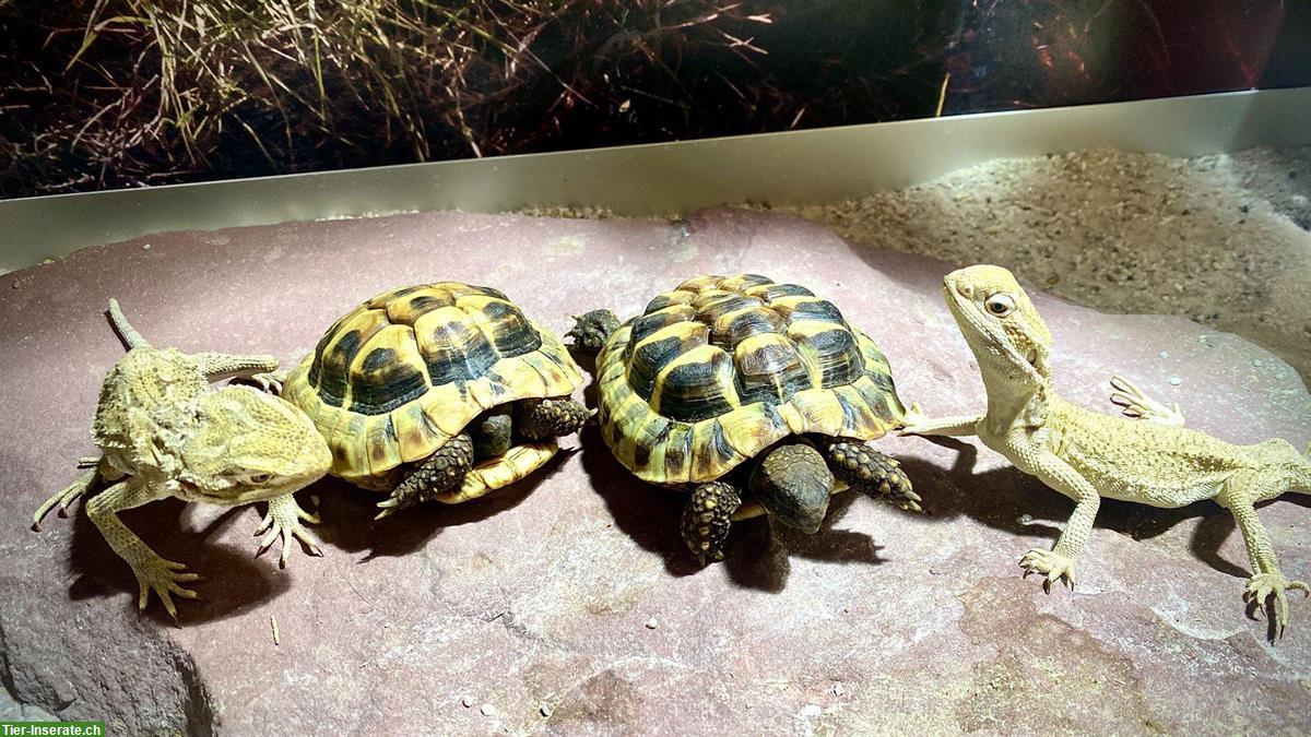 Bild 3: 2 kleine Griechische Landschildkröten, Jg 2022, zu verkaufen