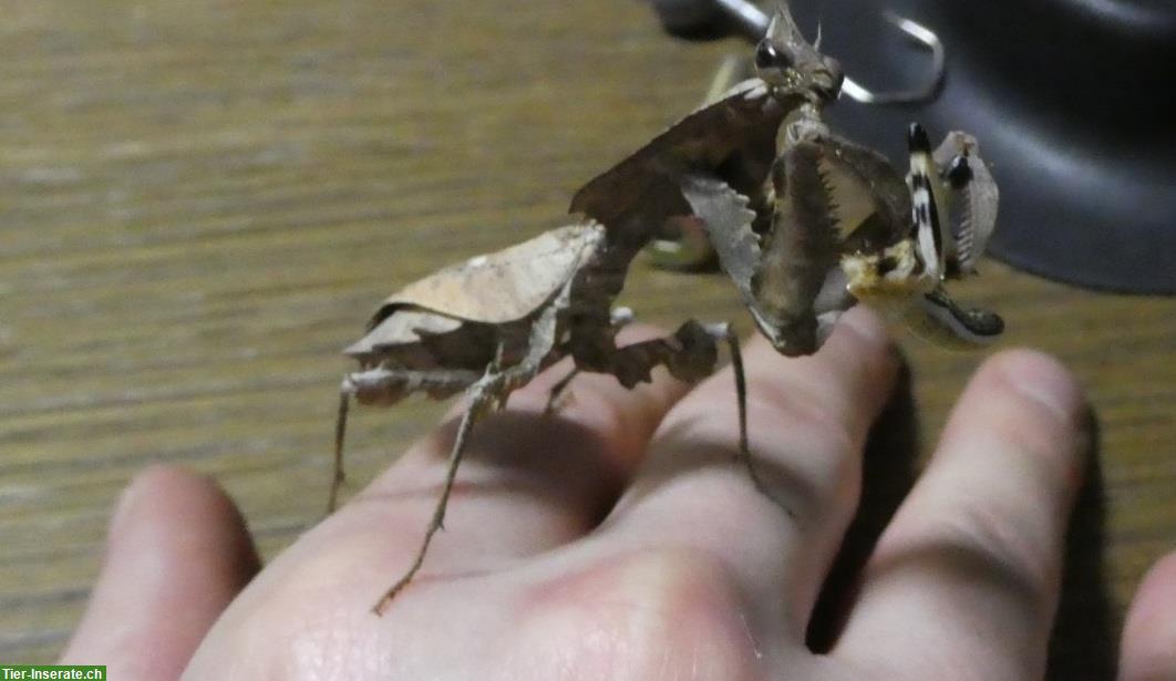 Verkaufe Spinnen, Skorpione, Hundskopfboa, Asseln, Riesenläufer