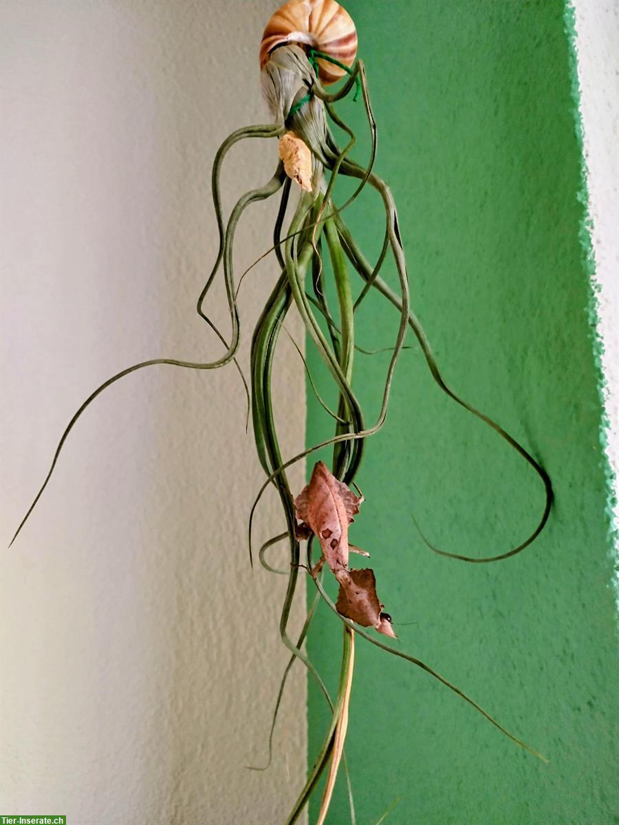 Bild 2: Verkaufe Spinnen, Skorpione, Hundskopfboa, Asseln, Riesenläufer