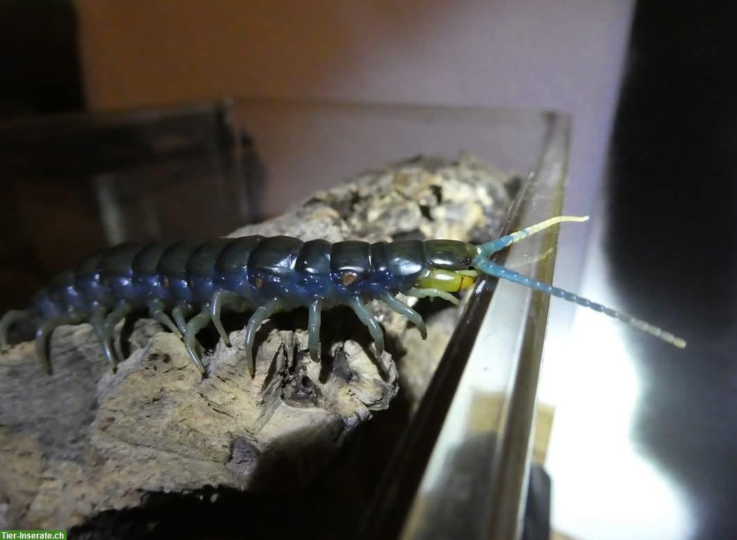 Bild 3: Verkaufe Spinnen, Skorpione, Hundskopfboa, Asseln, Riesenläufer