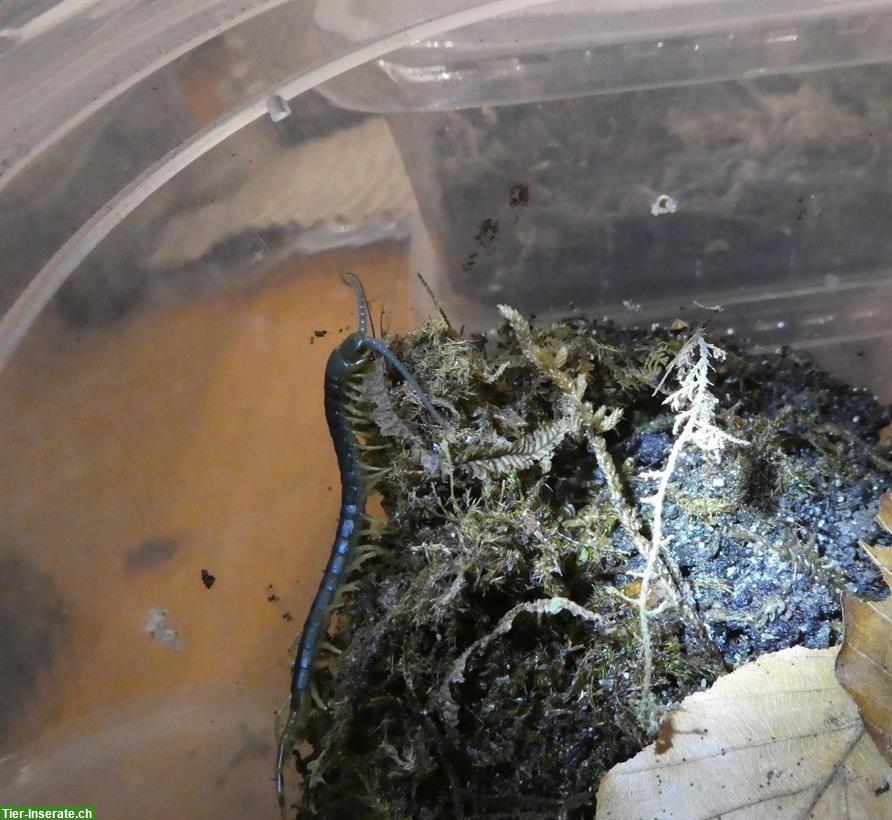 Bild 4: Verkaufe Spinnen, Skorpione, Hundskopfboa, Asseln, Riesenläufer