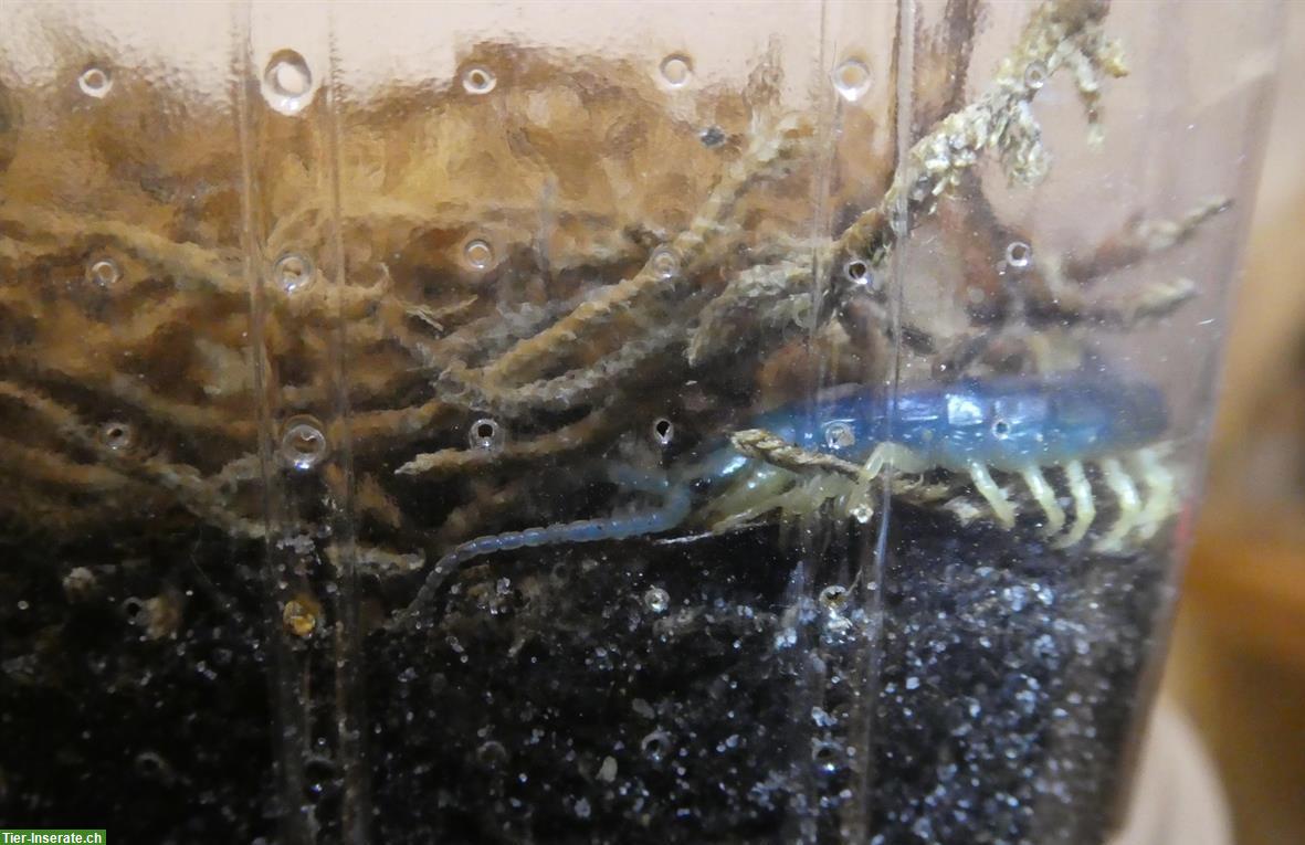 Bild 5: Verkaufe Spinnen, Skorpione, Hundskopfboa, Asseln, Riesenläufer