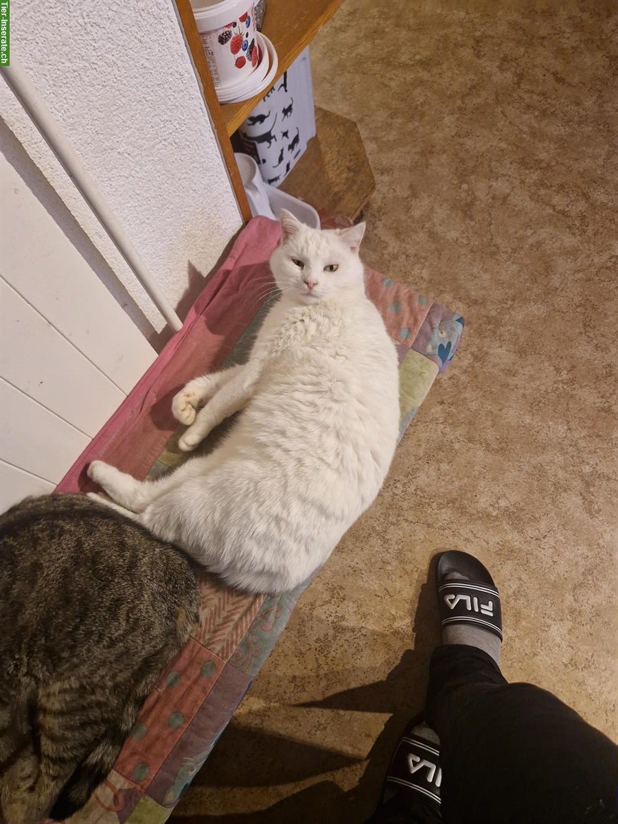 2 schneeweisse Katzen abzugeben