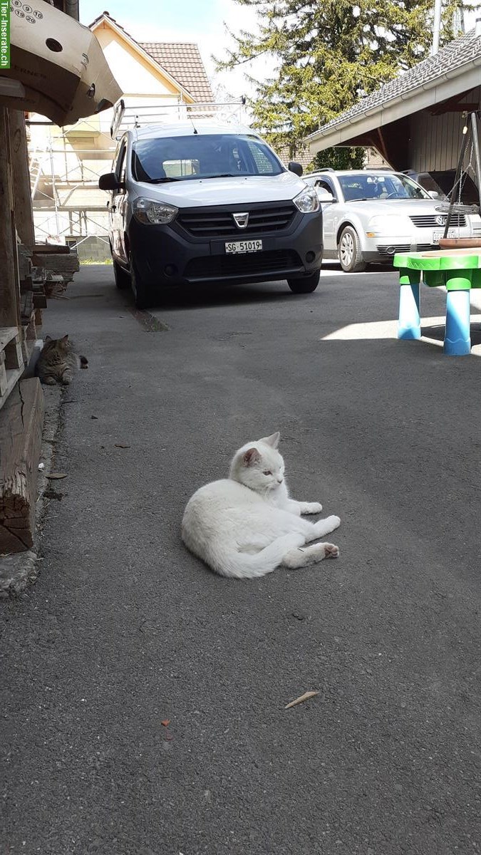 Bild 3: 2 schneeweisse Katzen abzugeben