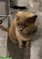 Britisch Kurzhaar Katzen suchen Zuhause mit gesichertem Freigang