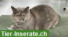 Bild 4: Britisch Kurzhaar Katzen suchen Zuhause mit gesichertem Freigang