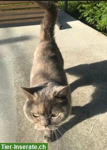 Bild 5: Britisch Kurzhaar Katzen suchen Zuhause mit gesichertem Freigang