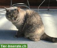 Bild 6: Britisch Kurzhaar Katzen suchen Zuhause mit gesichertem Freigang