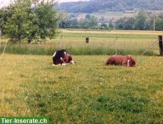 Bild 2: Altersweide für Pferde mit Offenstall in Gontenschwil