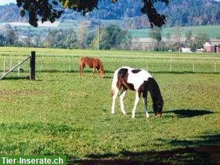 Bild 5: Altersweide für Pferde mit Offenstall in Gontenschwil
