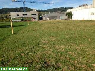 Bild 6: Altersweide für Pferde mit Offenstall in Gontenschwil