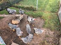 Zwerg Wyandotten, silber-schwarz gesäumt
