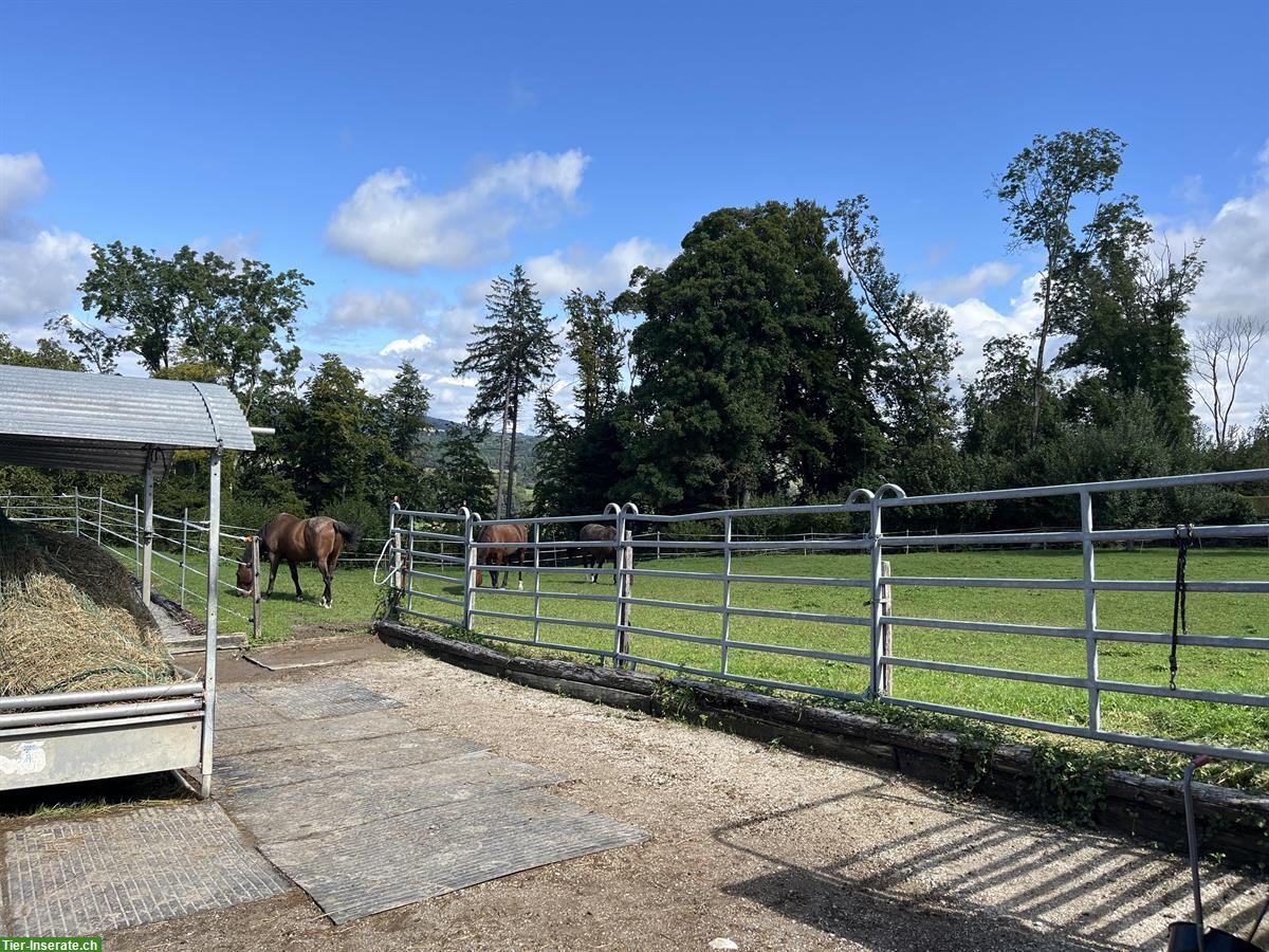 Freier Laufstallplatz mit Trail und Reitplatz in Frauenkappelen