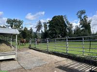 Freier Laufstallplatz mit Trail und Reitplatz in Frauenkappelen