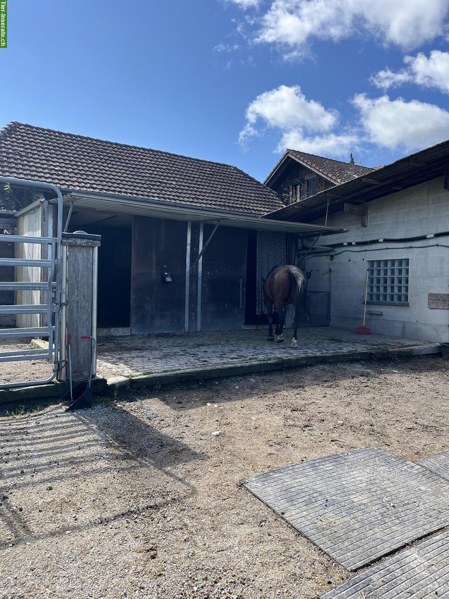 Bild 4: Freier Laufstallplatz mit Trail und Reitplatz in Frauenkappelen