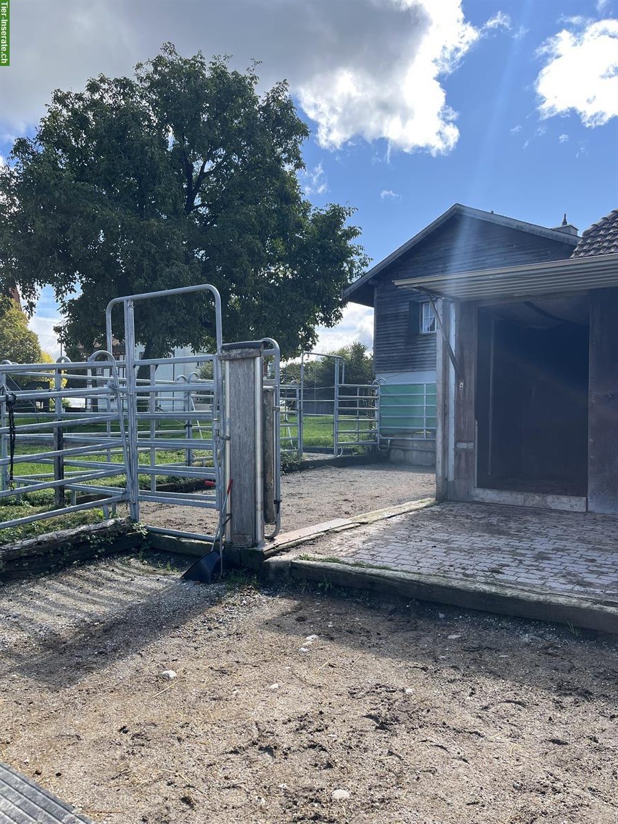 Bild 6: Freier Laufstallplatz mit Trail und Reitplatz in Frauenkappelen