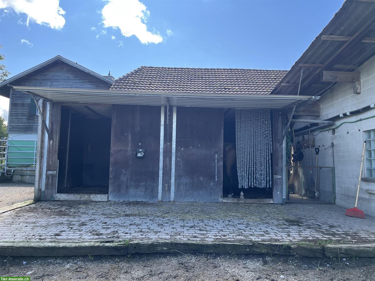 Bild 9: Freier Laufstallplatz, Teil Selbstversorgerstall in Frauenkappelen