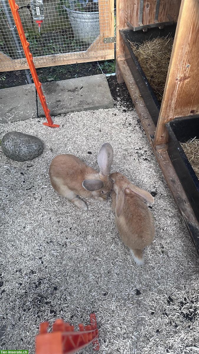 Bild 3: Zu verkaufen: Deutsche Riesen Kaninchen, männlich
