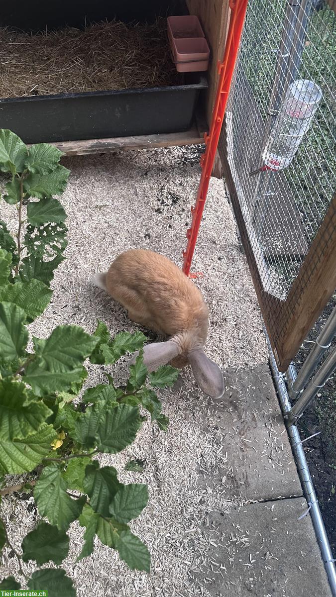 Bild 4: Zu verkaufen: Deutsche Riesen Kaninchen, männlich
