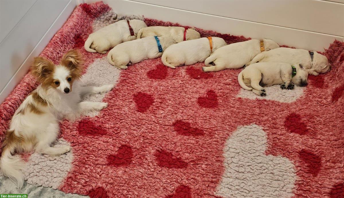 Bild 2: Goldie Welpen mit Papieren suchen ein Zuhause