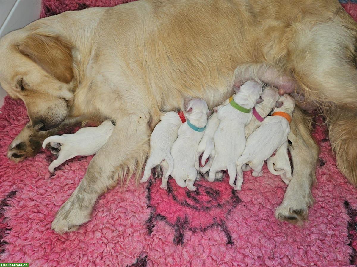 Bild 4: Goldie Welpen mit Papieren suchen ein Zuhause
