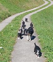 Border Collie x Bergamasker Welpen zu verkaufen