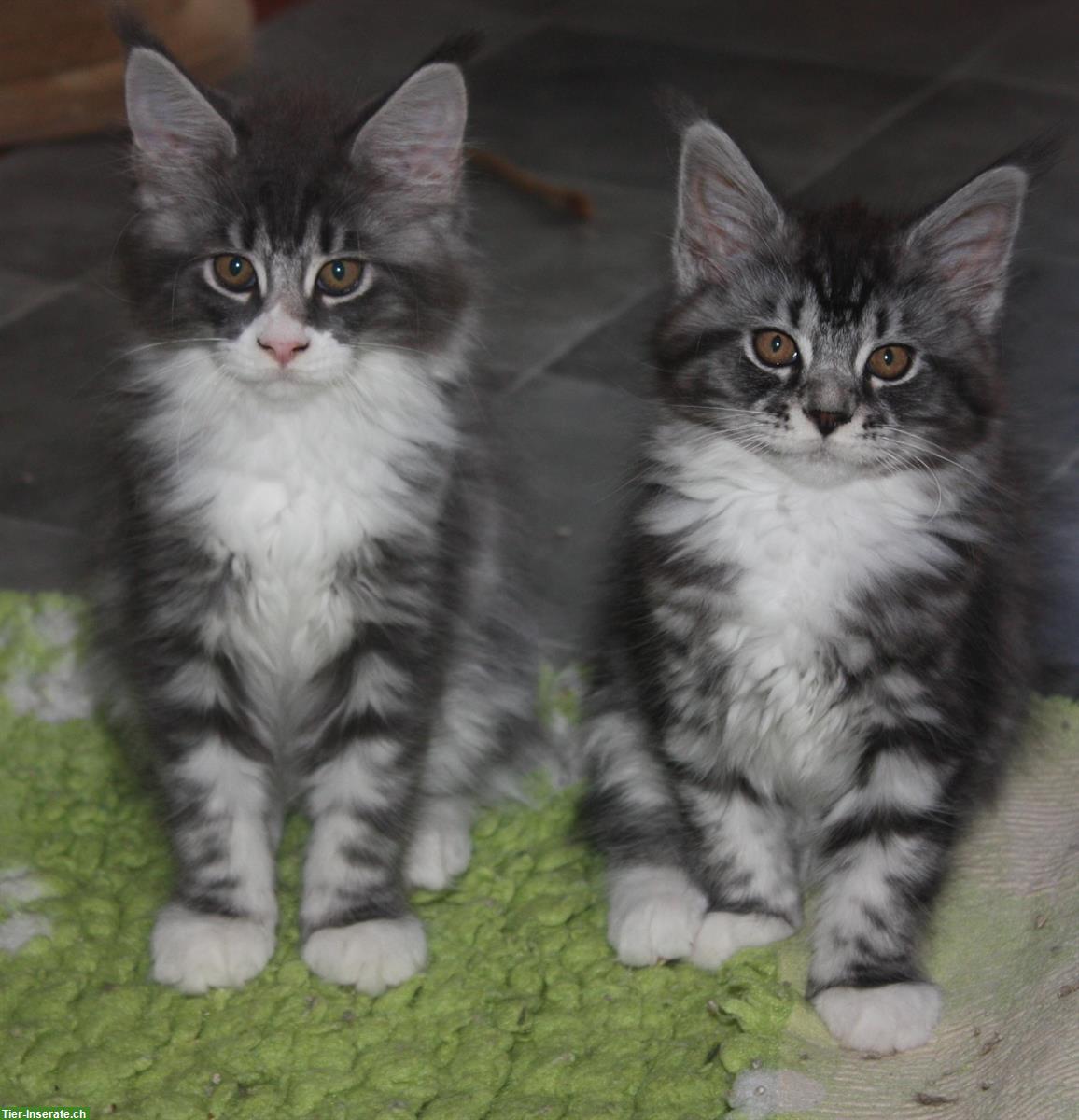 Maine Coon Kitten mit Stammbaum von der Drover Heide