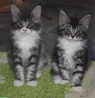 Maine Coon Kitten mit Stammbaum von der Drover Heide